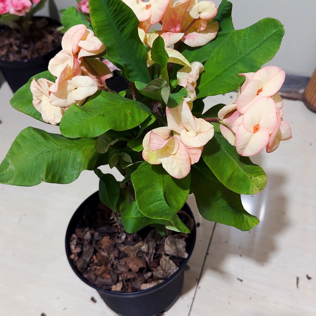 盗***稞完全开放芝士蛋糕直播间一物一拍