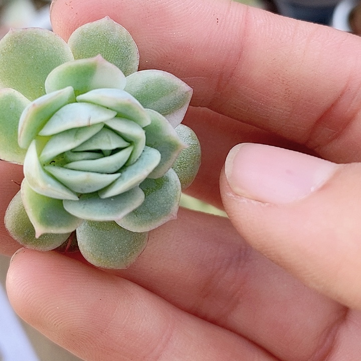 静月一物一拍，静月