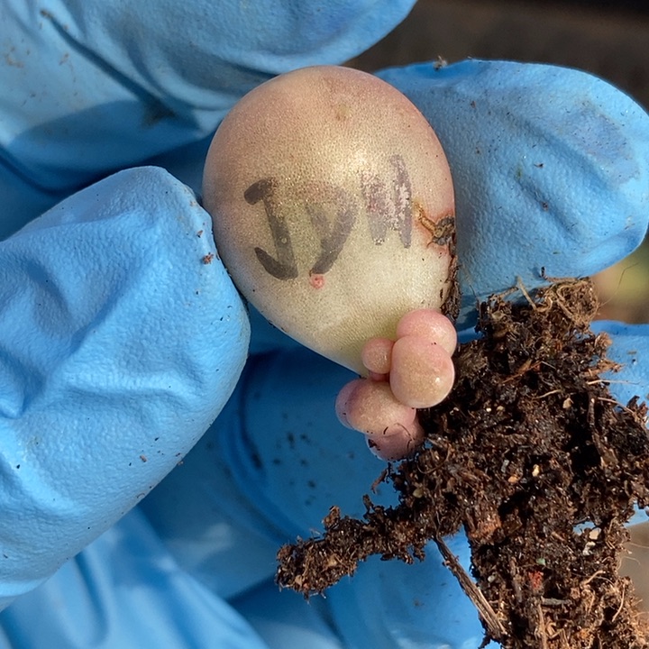 鸡蛋奶酪锦多肉植物