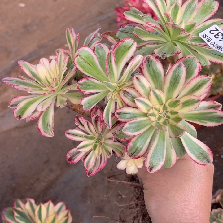 432微锦多肉12375678多肉