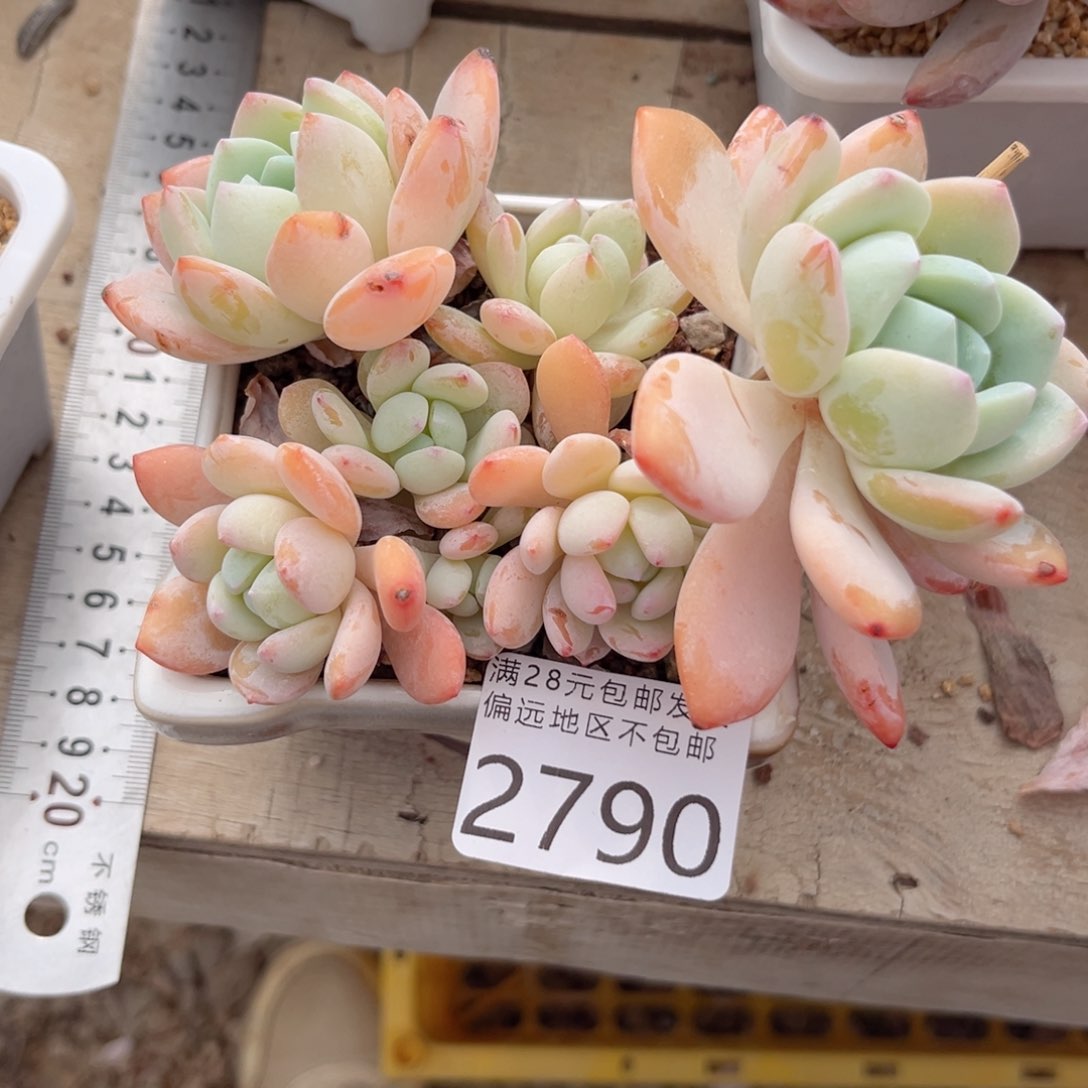 大2790（b xv vn v h n