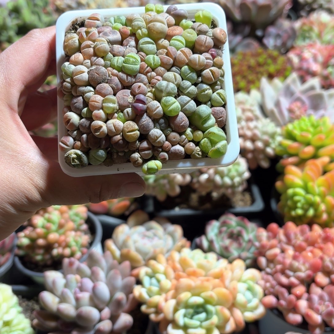 生石花多肉9㎝盆白方