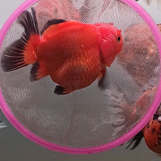 海水鱼泰狮观赏金鱼8cm左右