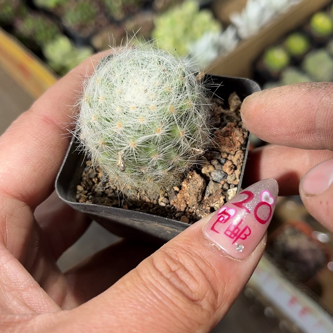 芳香丸单头发货有根