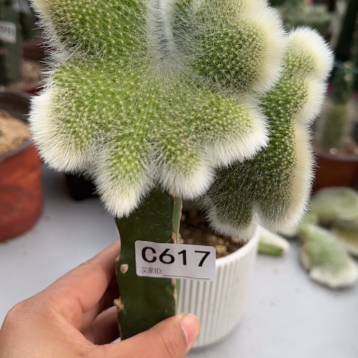 自**心嫁接九尾狐缀化617