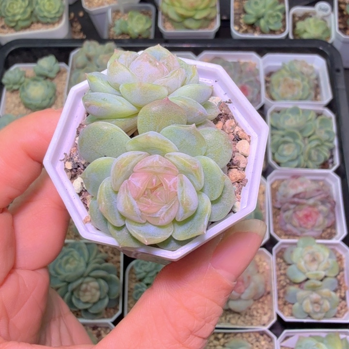 素心多肉植物双头