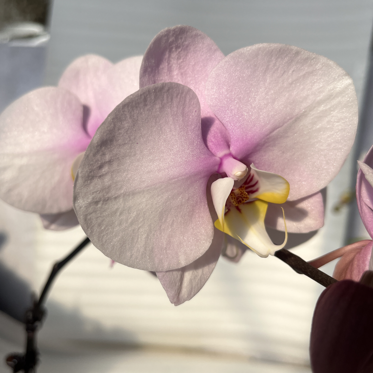 渟叙【甜梦】3.0寸 带花带花苞