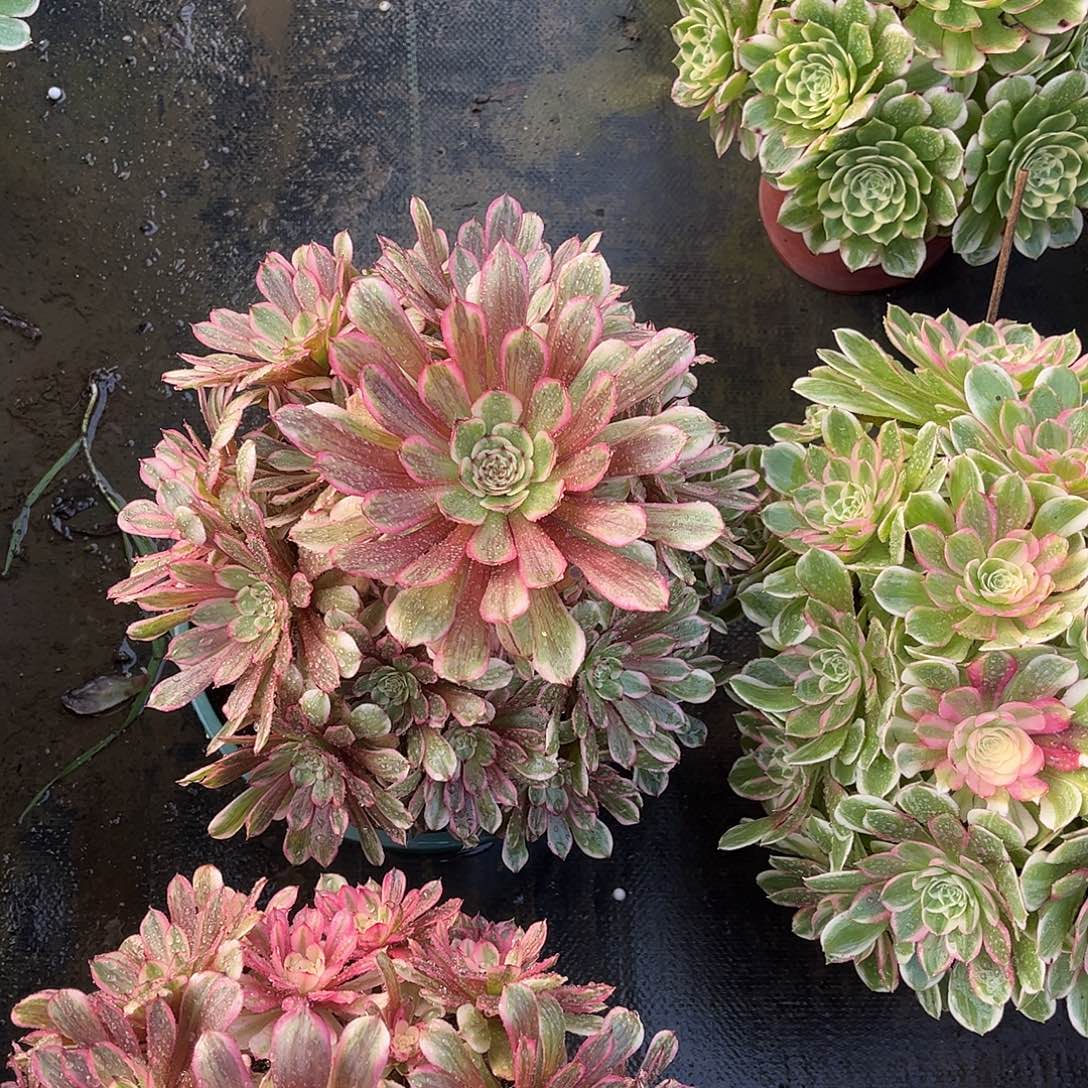 爱***巍白月光hhhhhhhhhhhhh