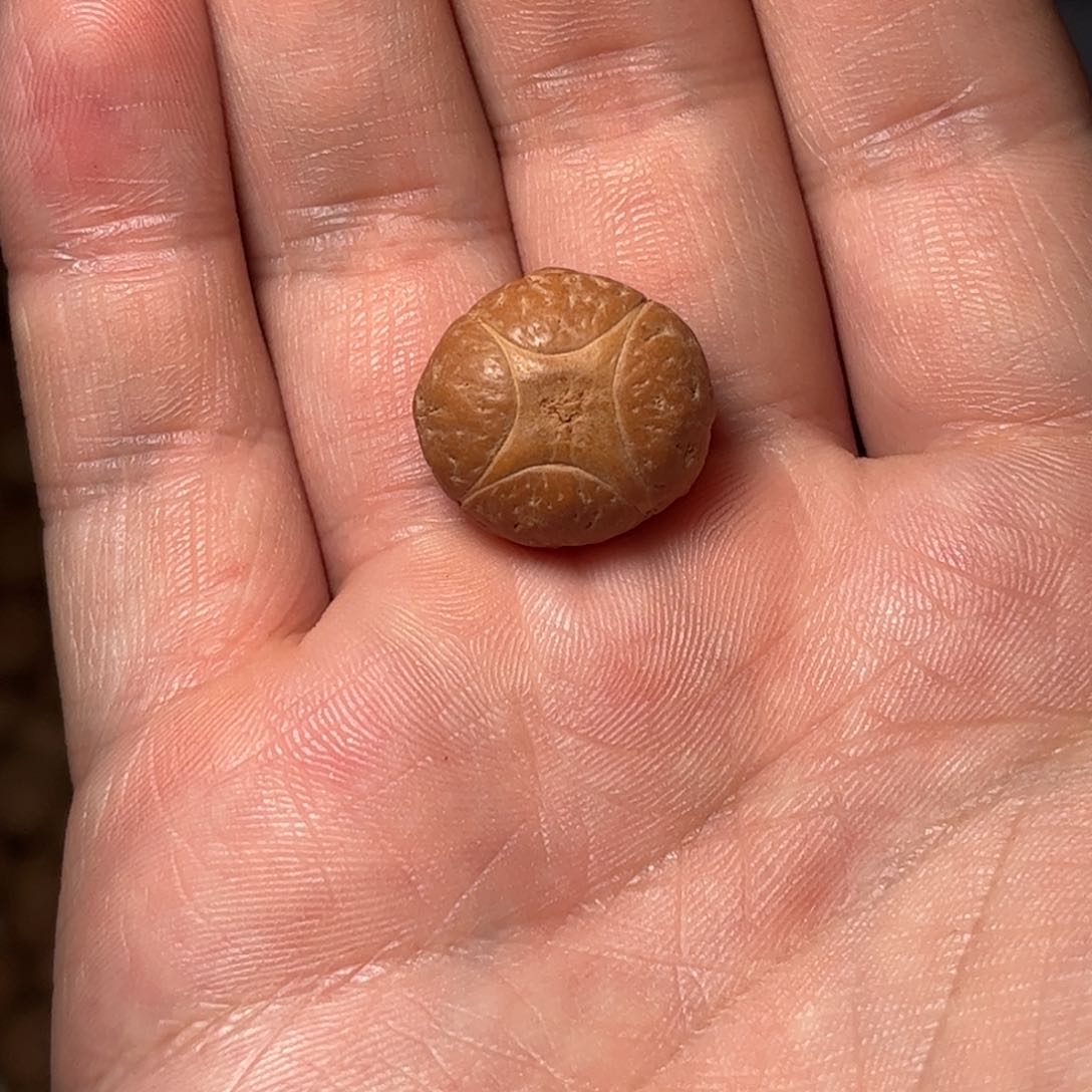 桃核吊坠19.4mm麒麟眼，开孔不退，偏远不包