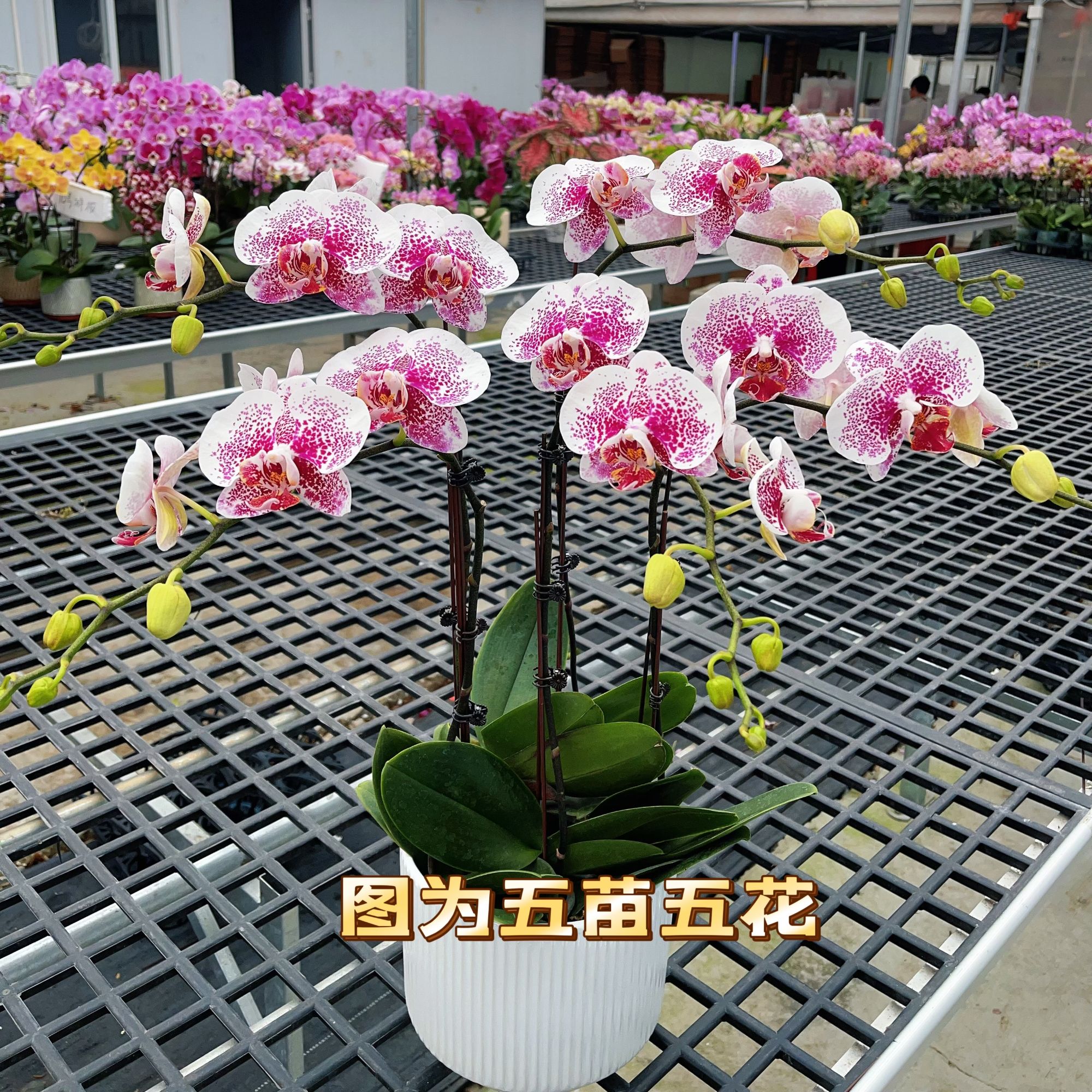 05【枫叶】3.0寸大花型.精品蝴蝶兰.室内植物