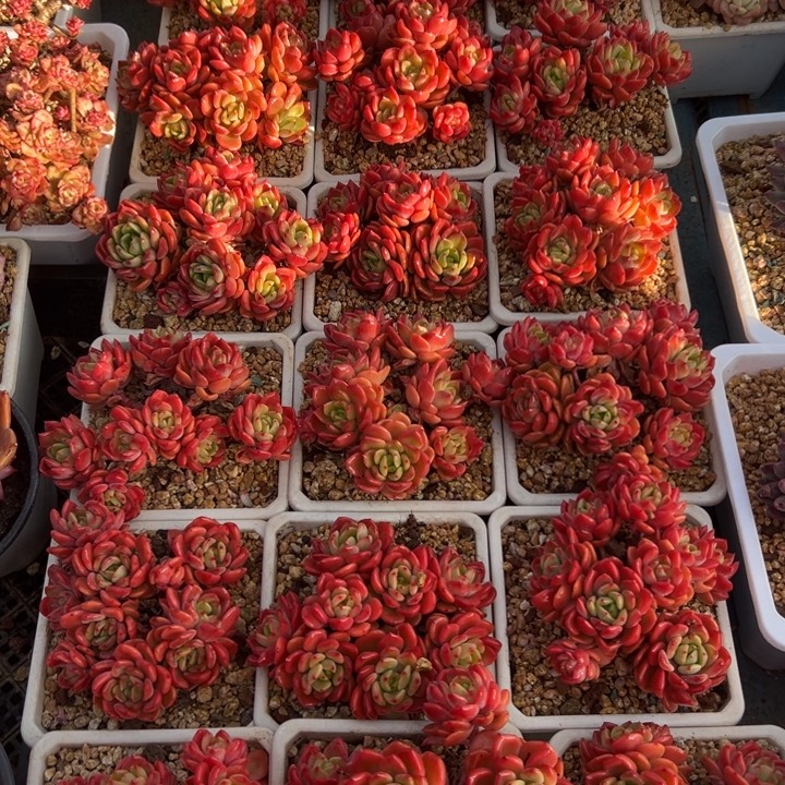 精品多肉植物老桩随机发一棵