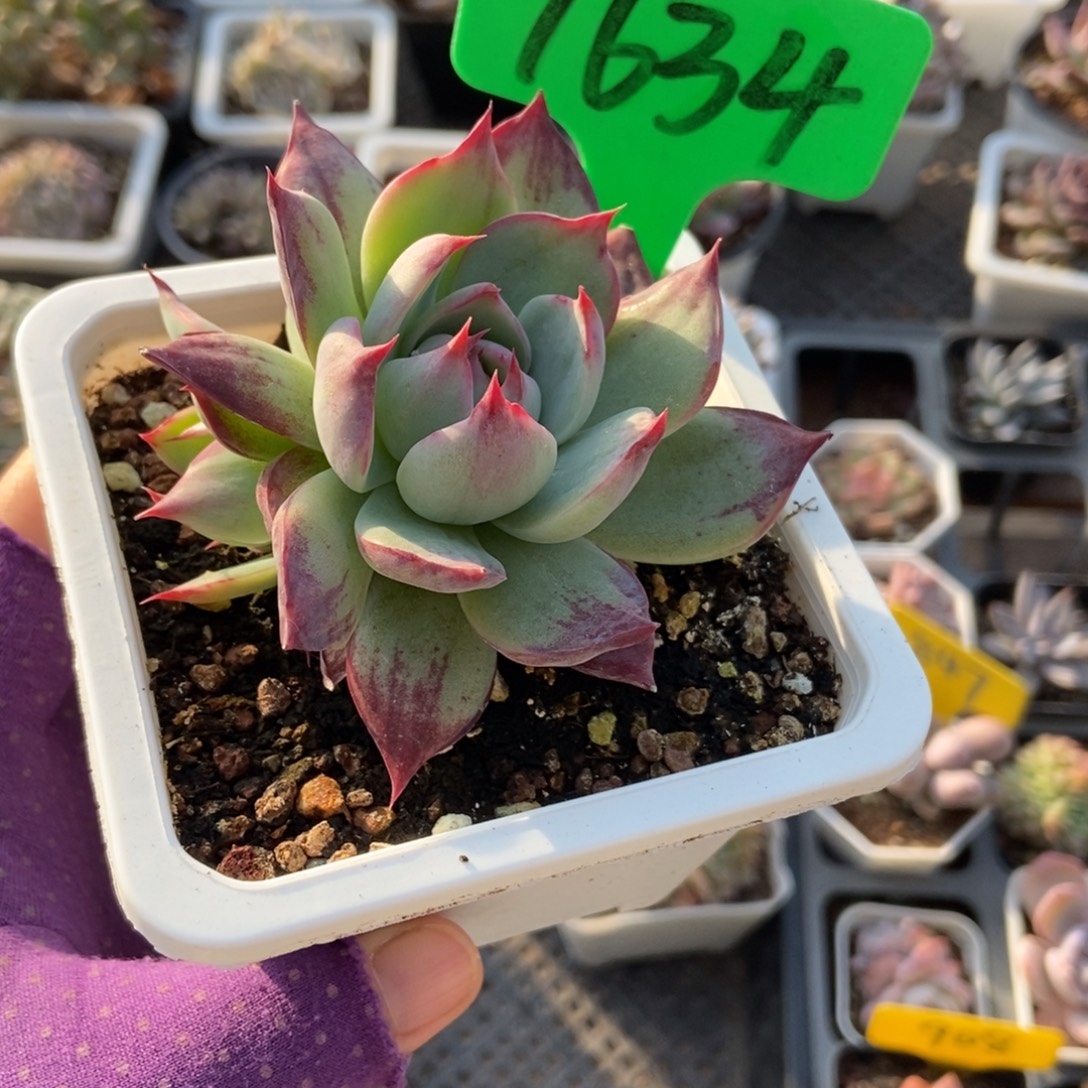 1634惊鸿仙子多肉