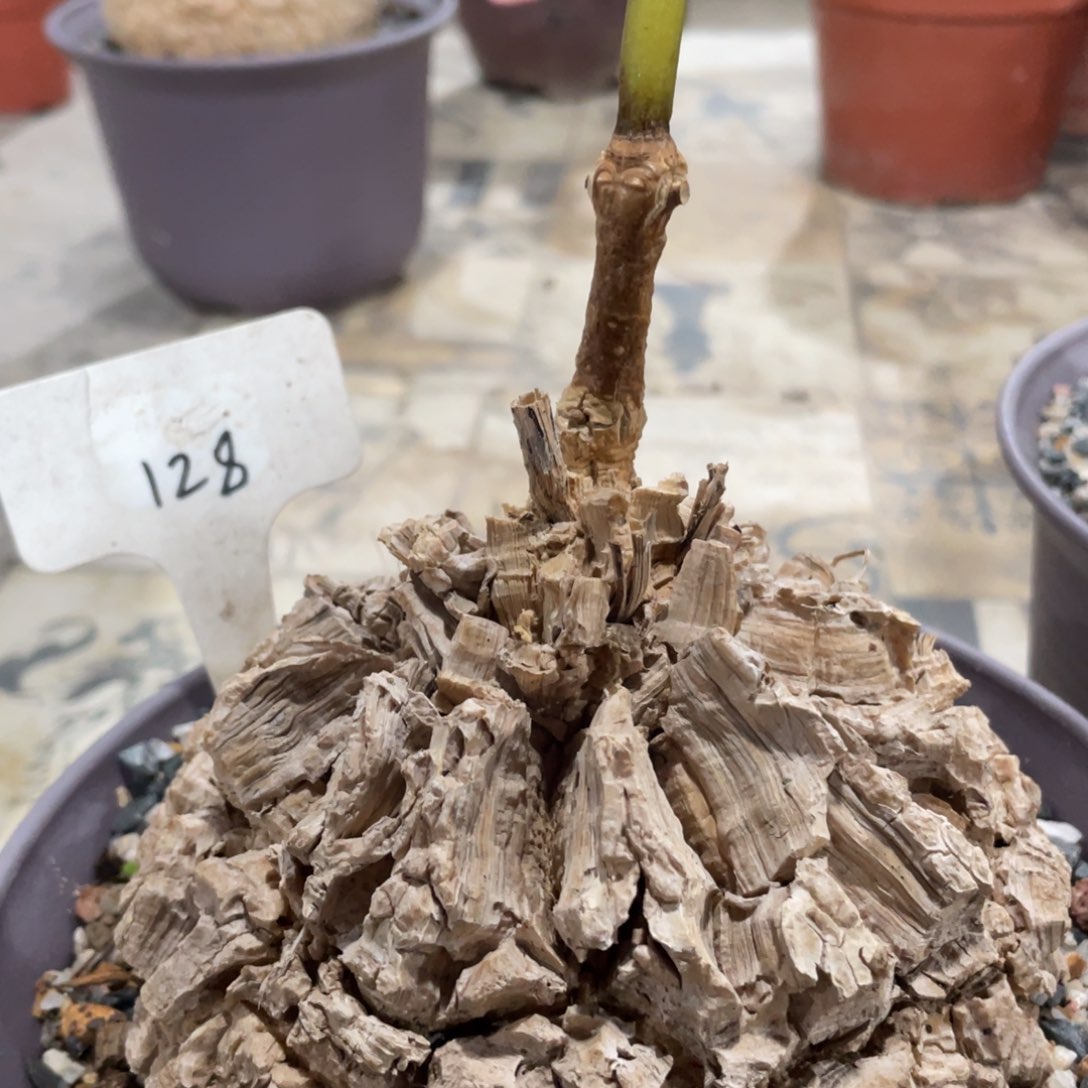 龟甲萝魔22222222