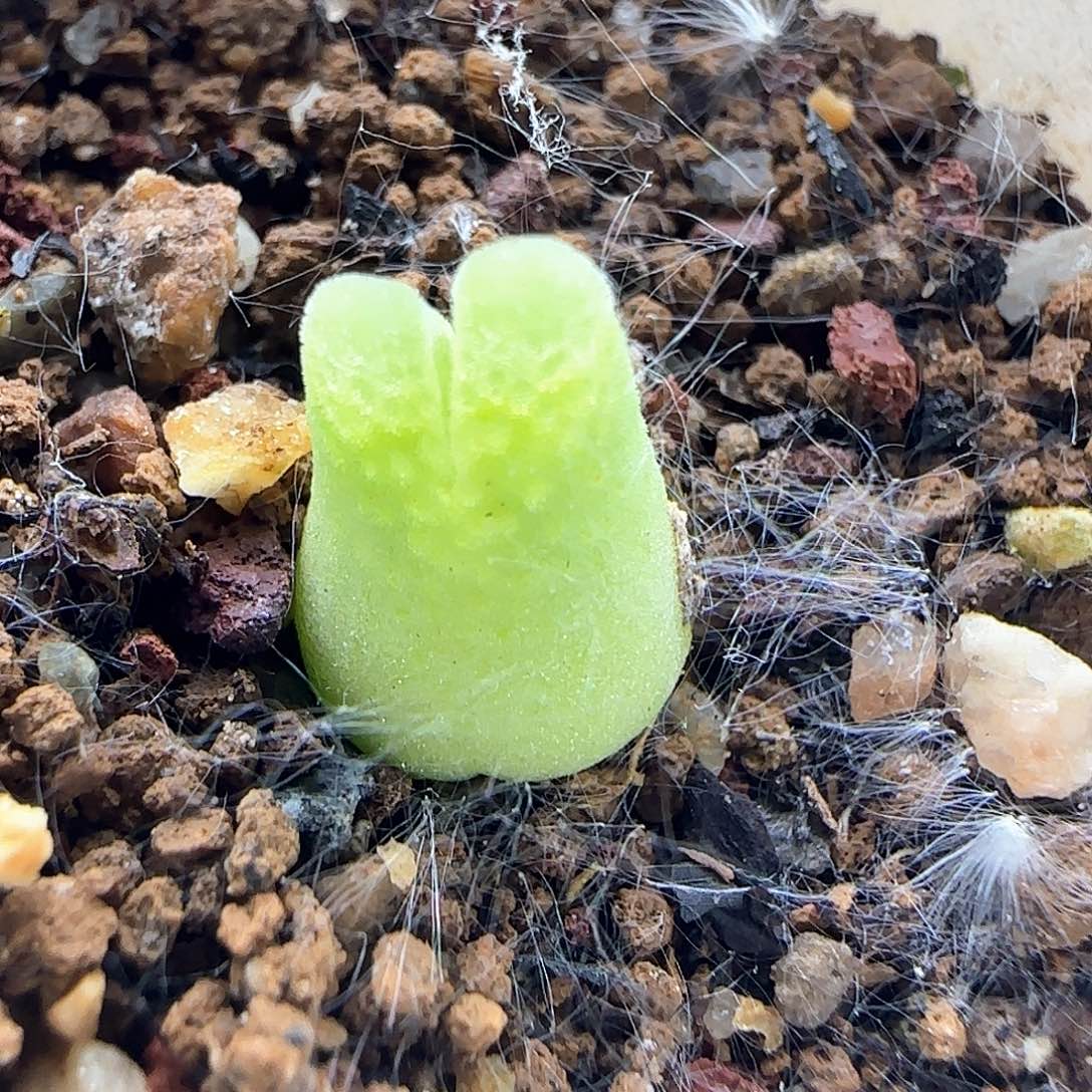 风铃。       37494