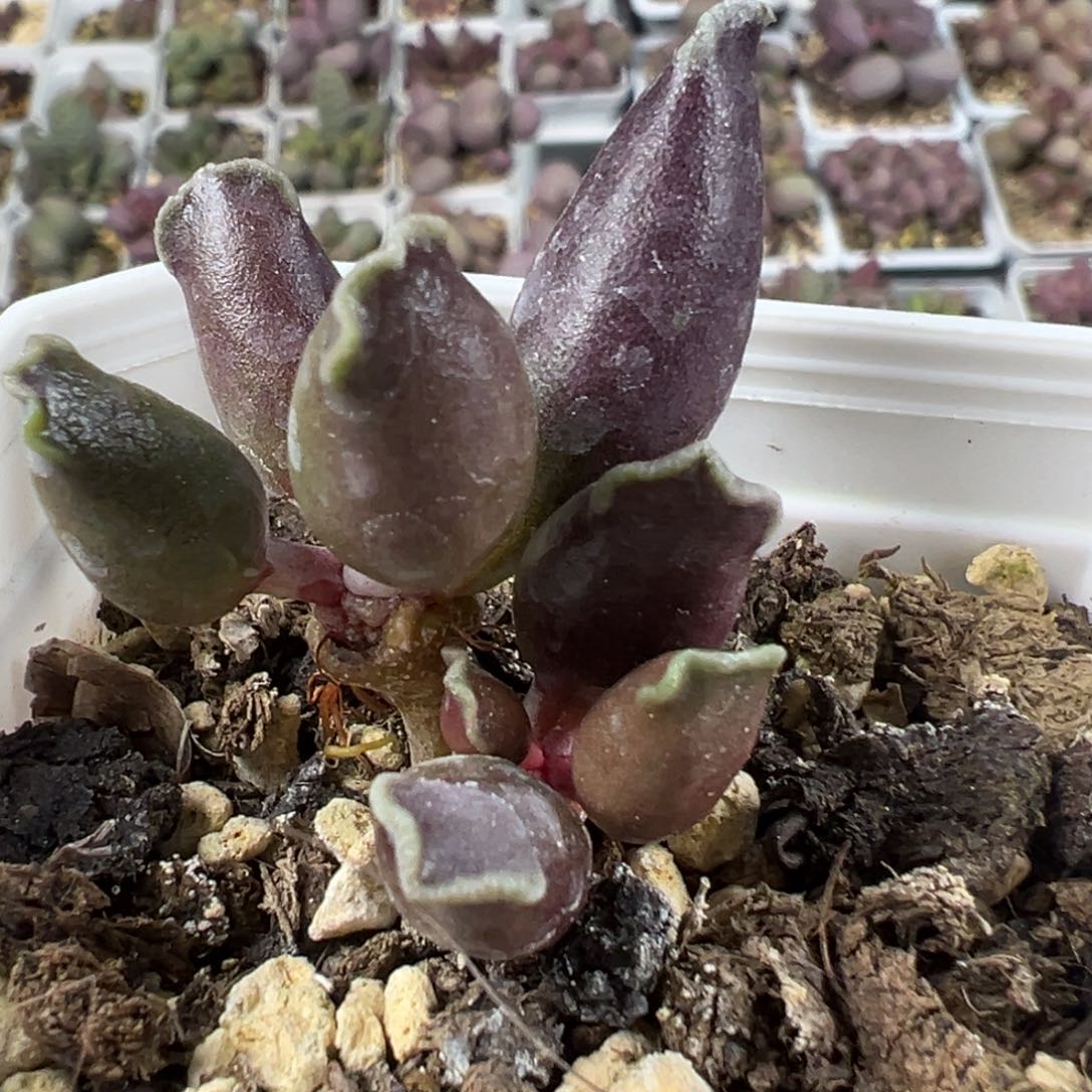 全紫海豹亮紫色多肉植物水泡