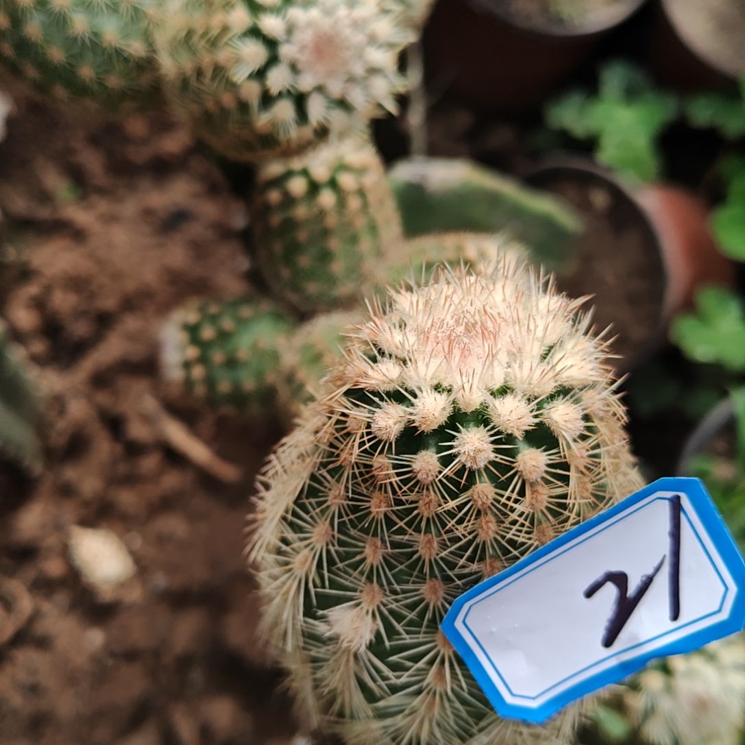 热**子史蒂夫之梦侧芽5CM多