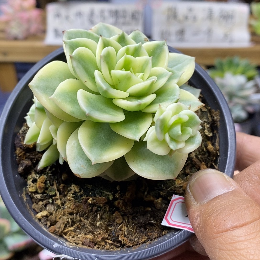 26254 蜡牡丹白覆轮锦自然群