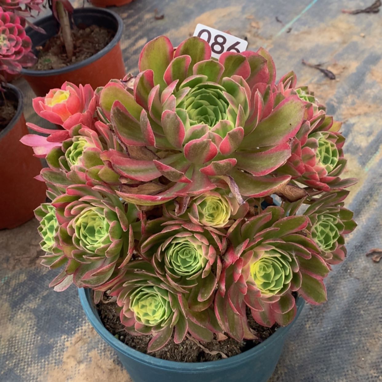 【闪购商品】86海王