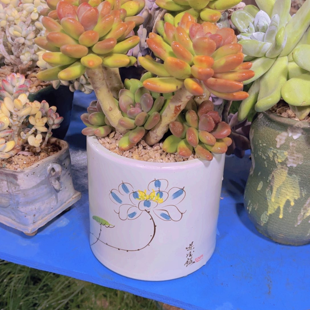 人***行多肉植物保护研究所所长