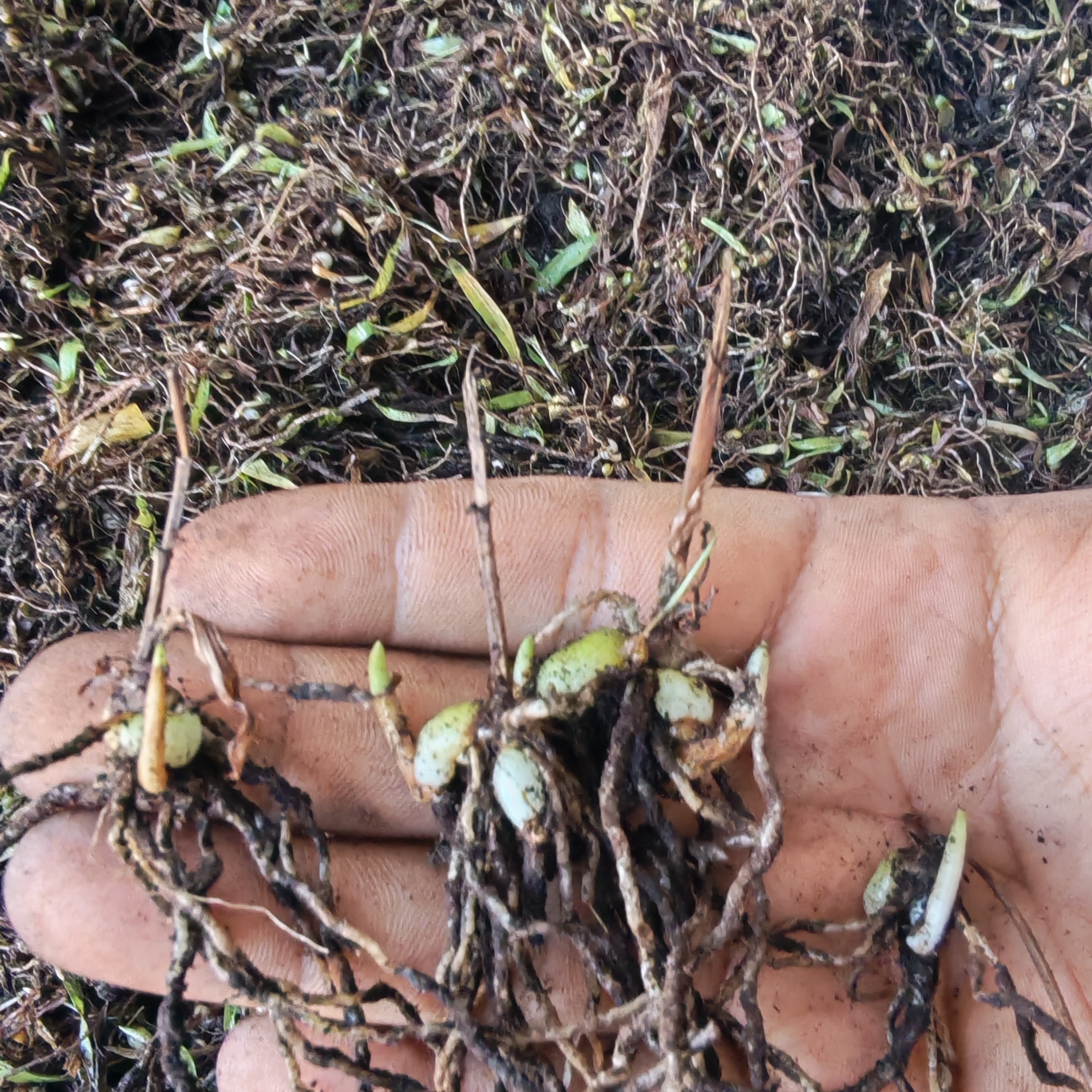 白芨直播苗紫花中宽叶大宽叶品种