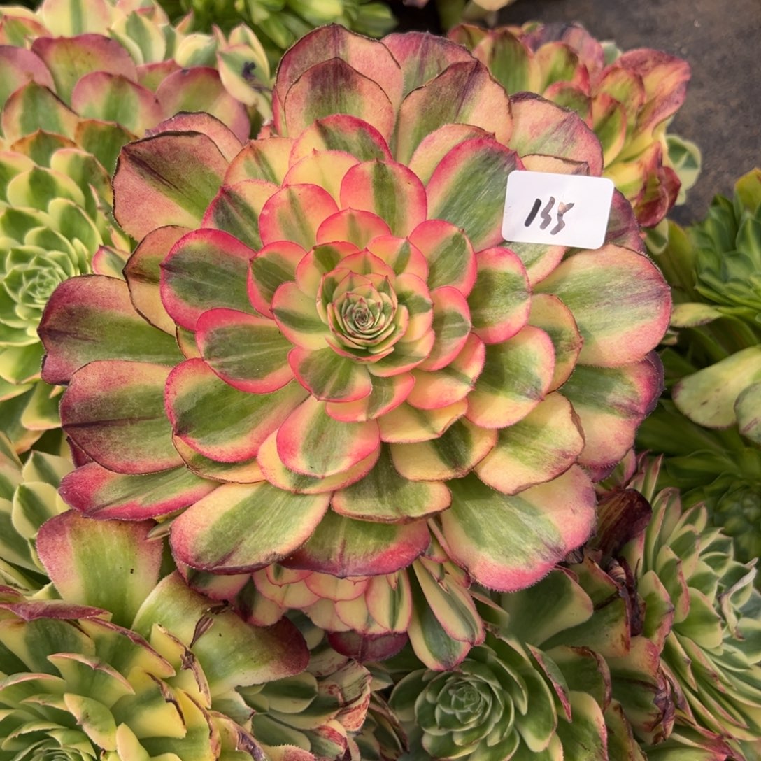 135海神无根多肉嘻嘻嘻