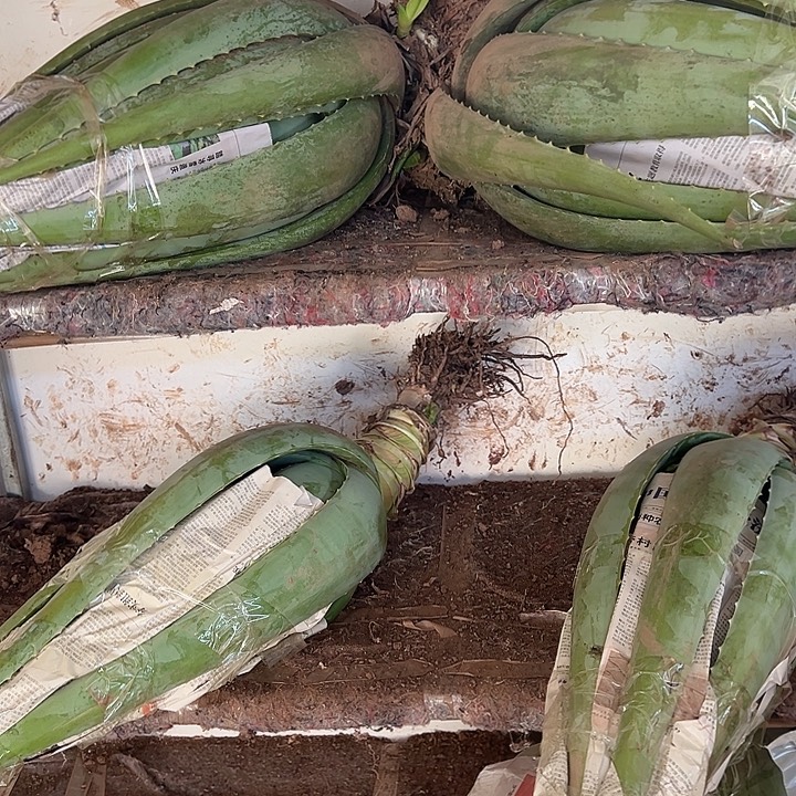 无花朵整颗29斤重芦荟，2袋肥料