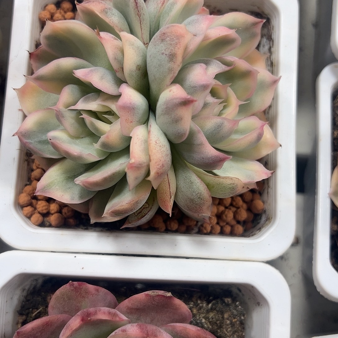 草莓蛋糕锦多肉植物