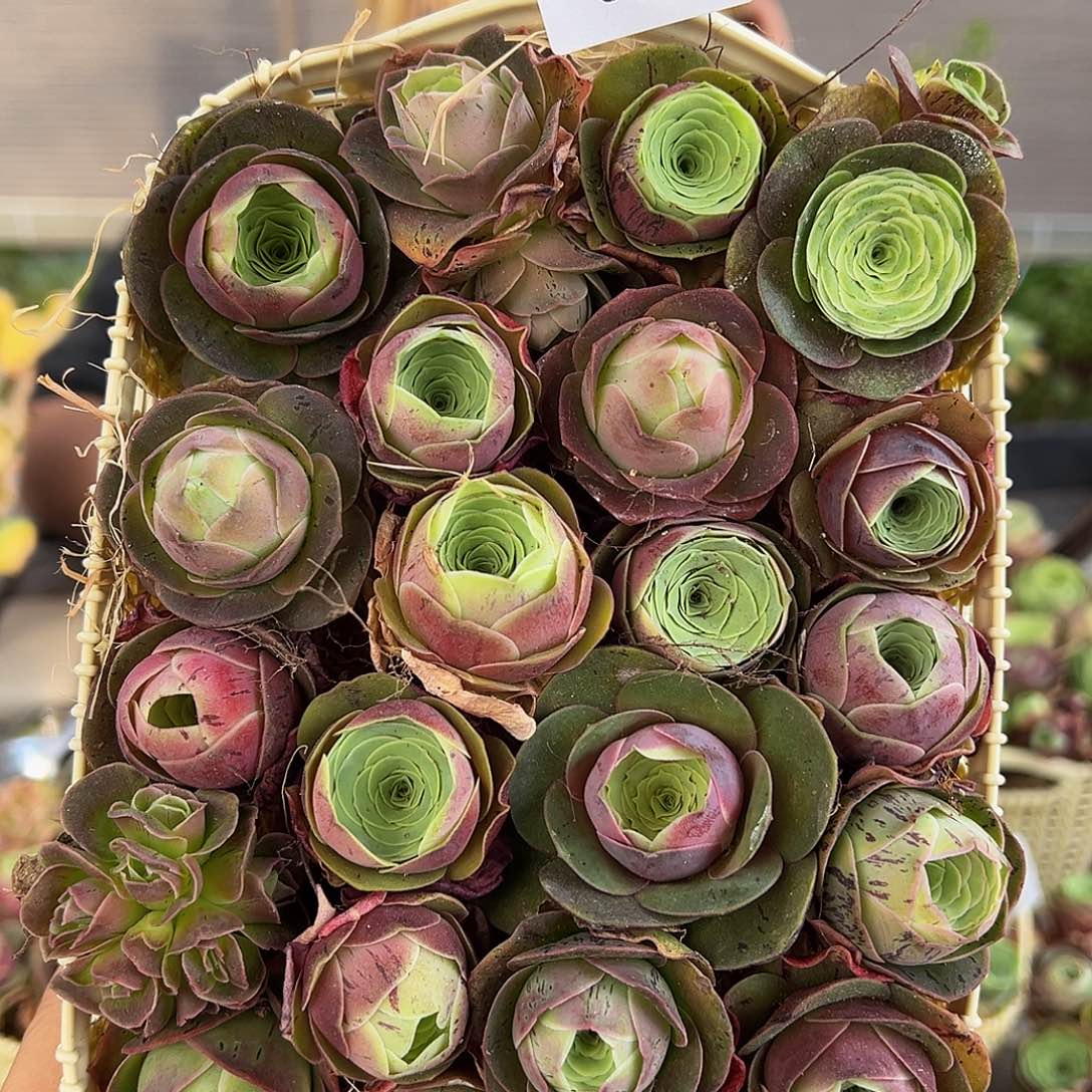 c146。玫瑰混花篮。