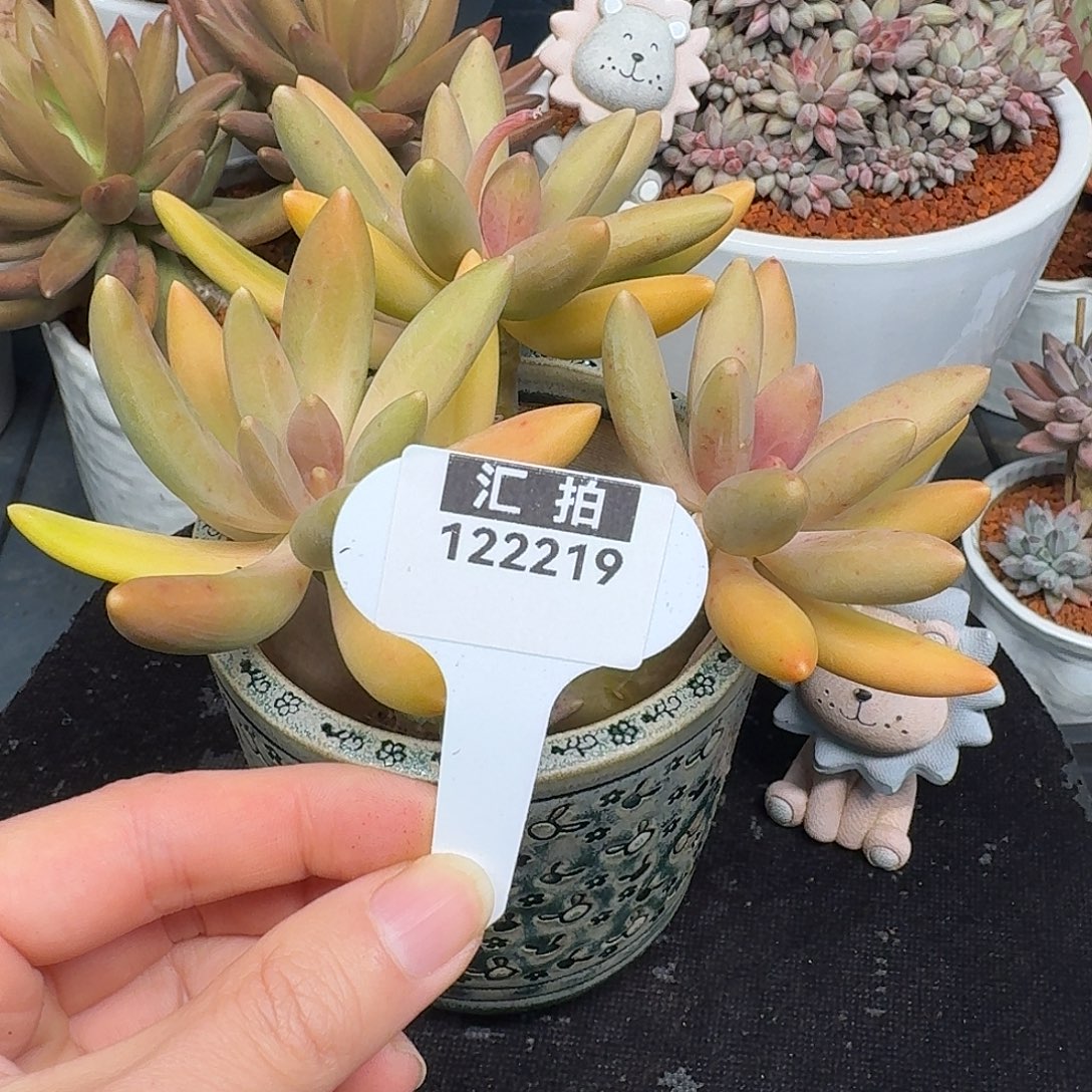 精品多肉植物122219