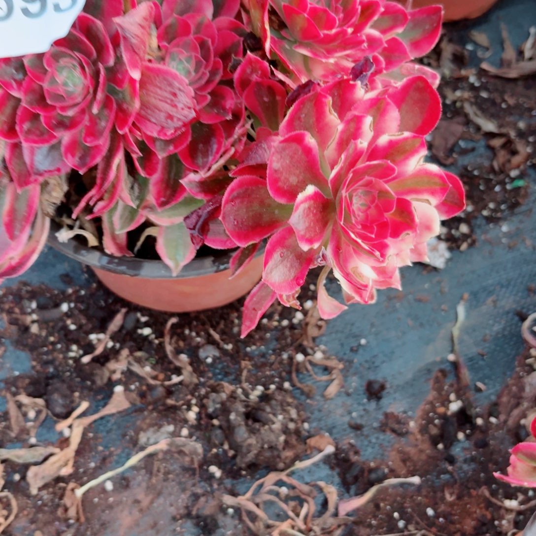 嗯593 号多肉法师植物