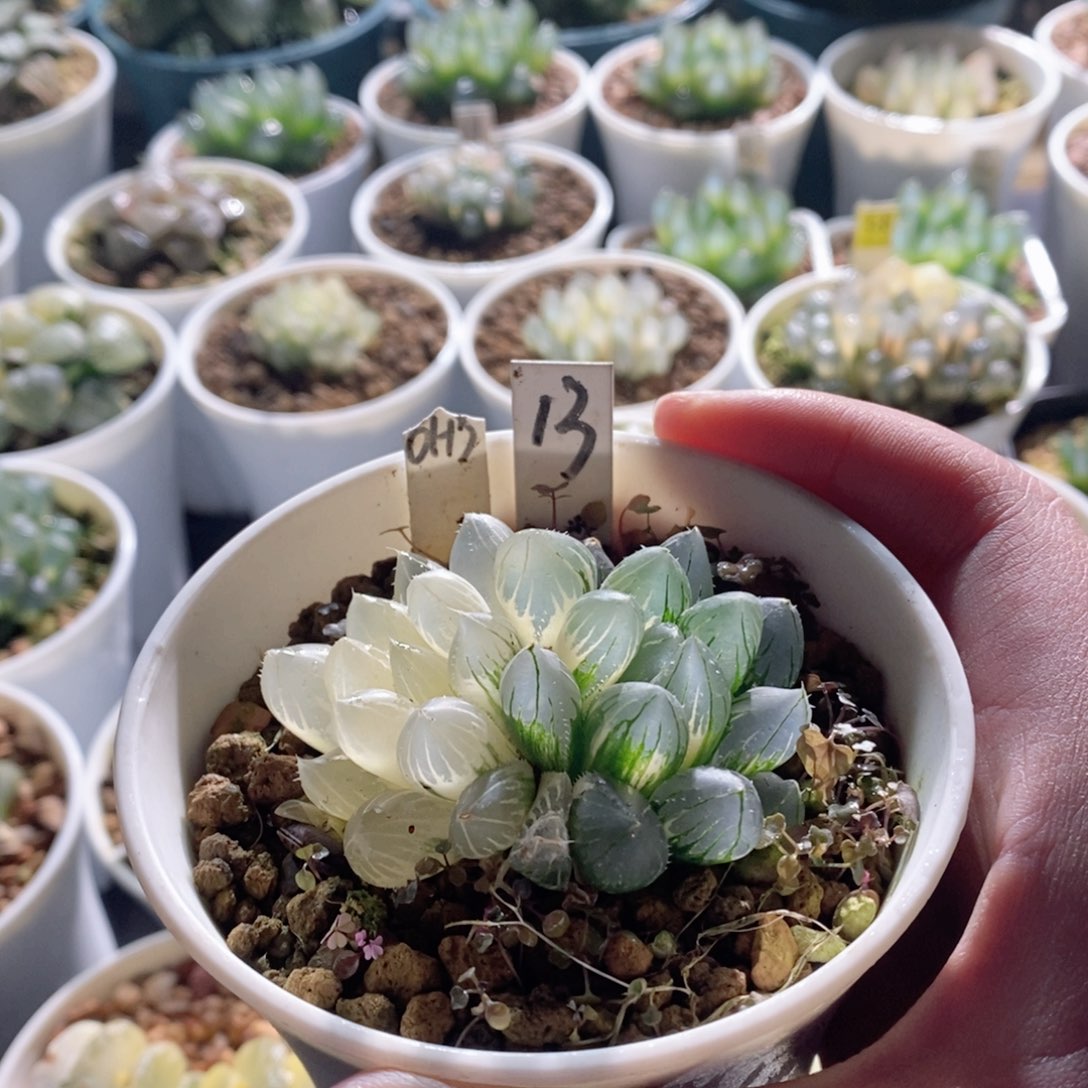 Oh3玉露锦多肉植物多肉植物