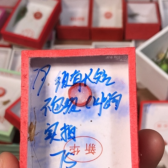 善***缘蟋蟀33333333333333333