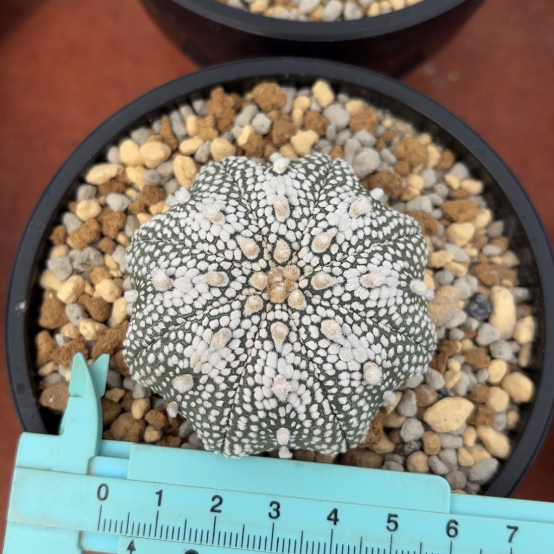 奇迹奇迹奇迹奇迹兜