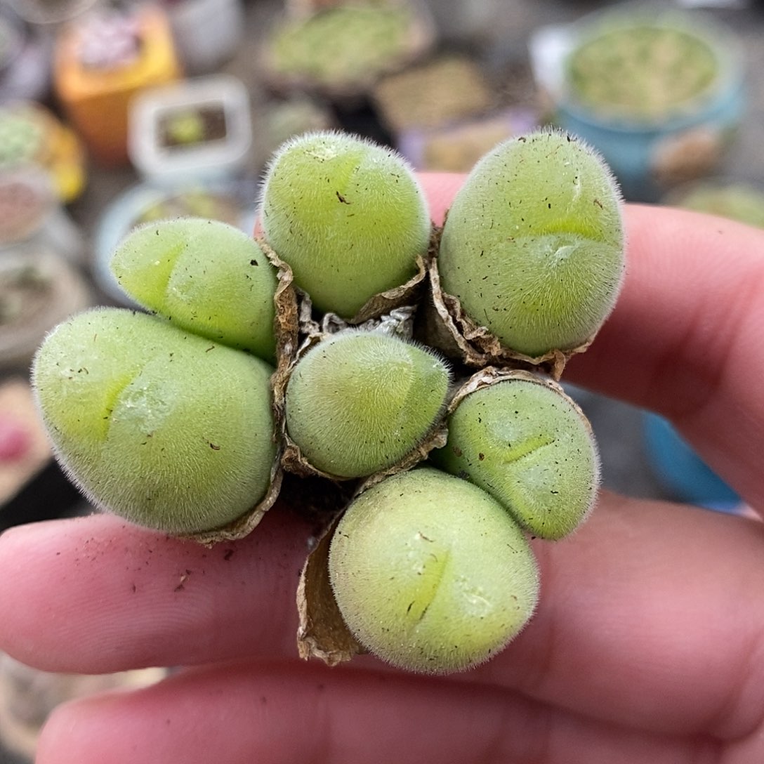 23107长毛毛翠滴一群。   