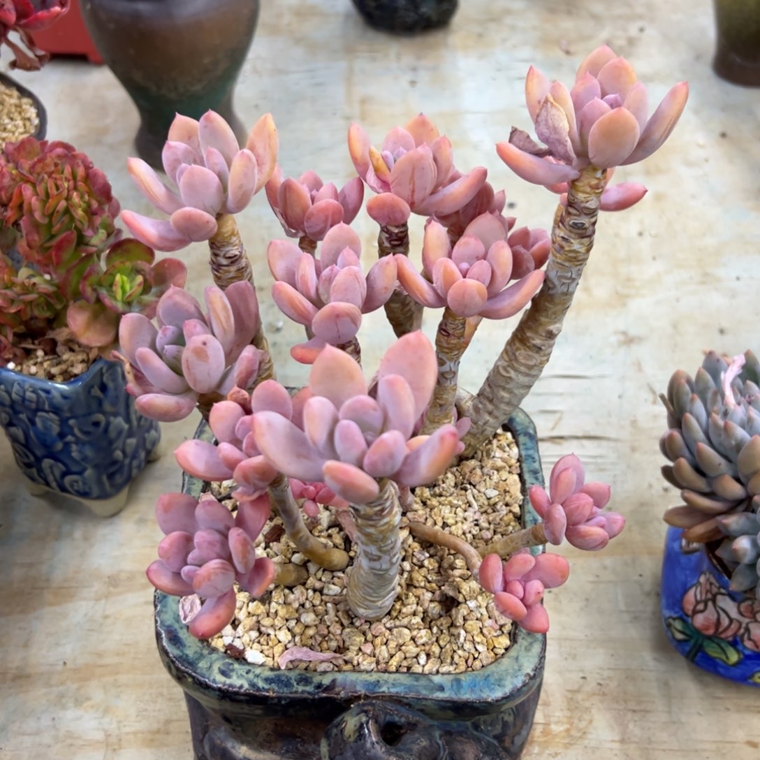 灰姑娘68 零零多肉植物