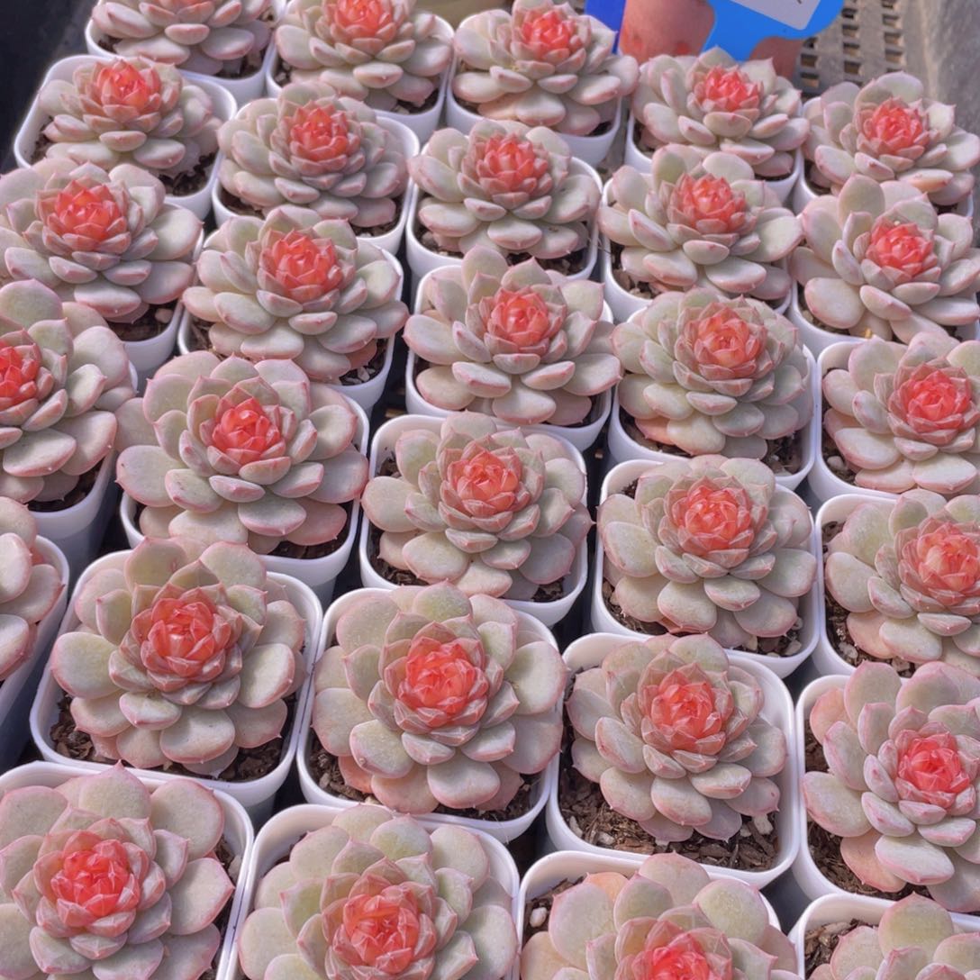 量拍1号 青盏珍妮单头一个