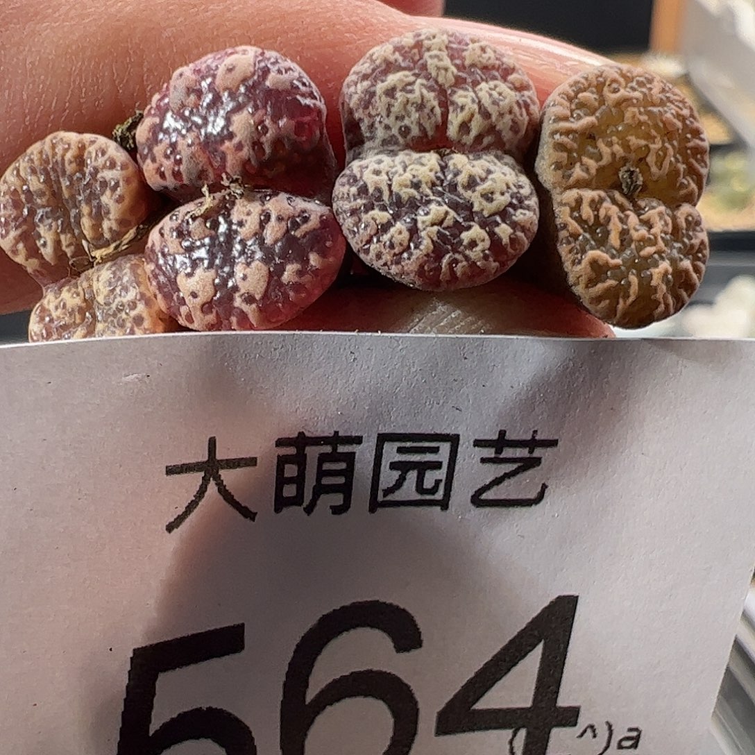 一物一拍。         564