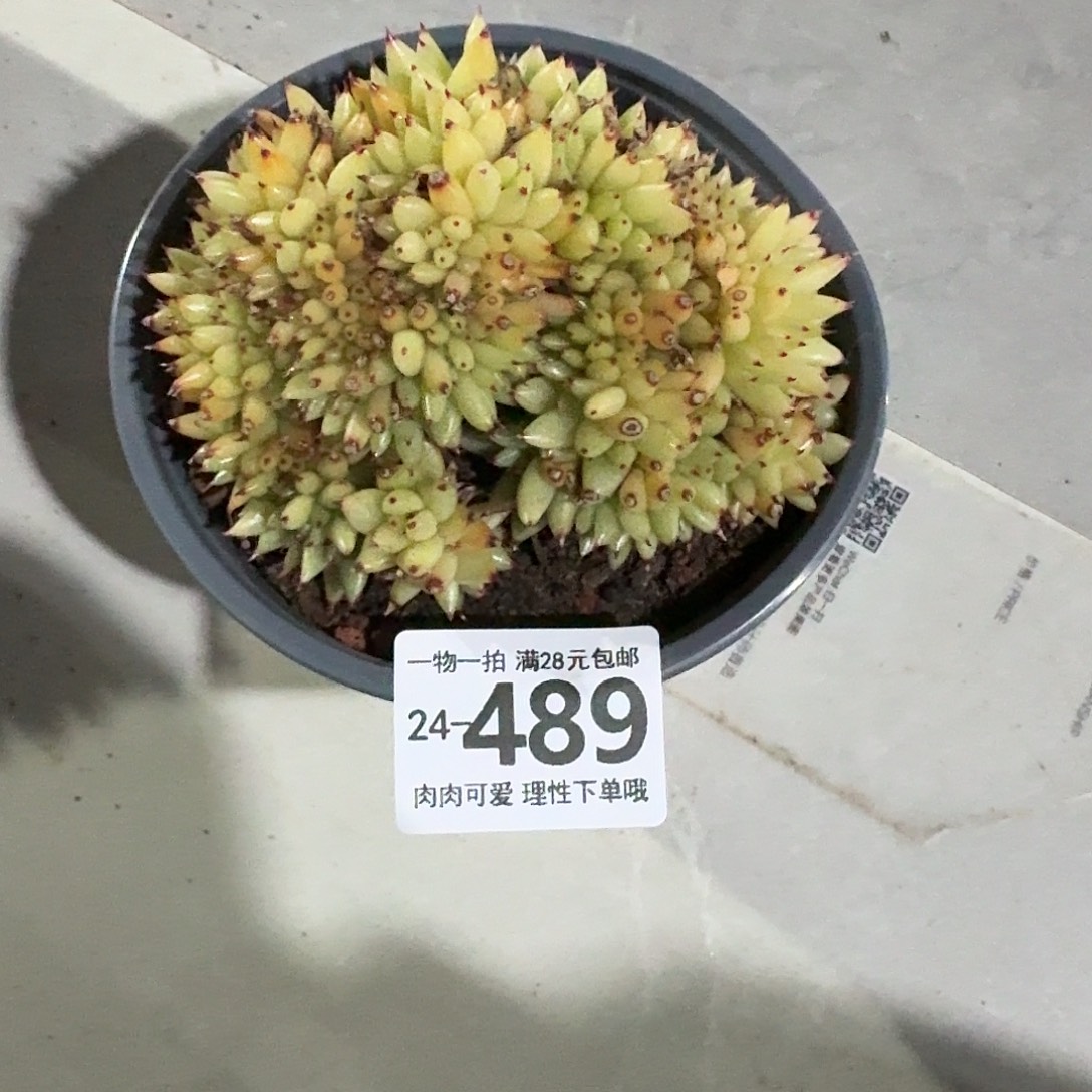 虎鲸缀无盆土发货无