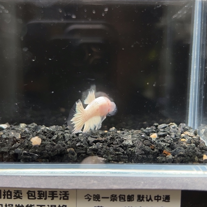 斗鱼跑單拉黑25日142