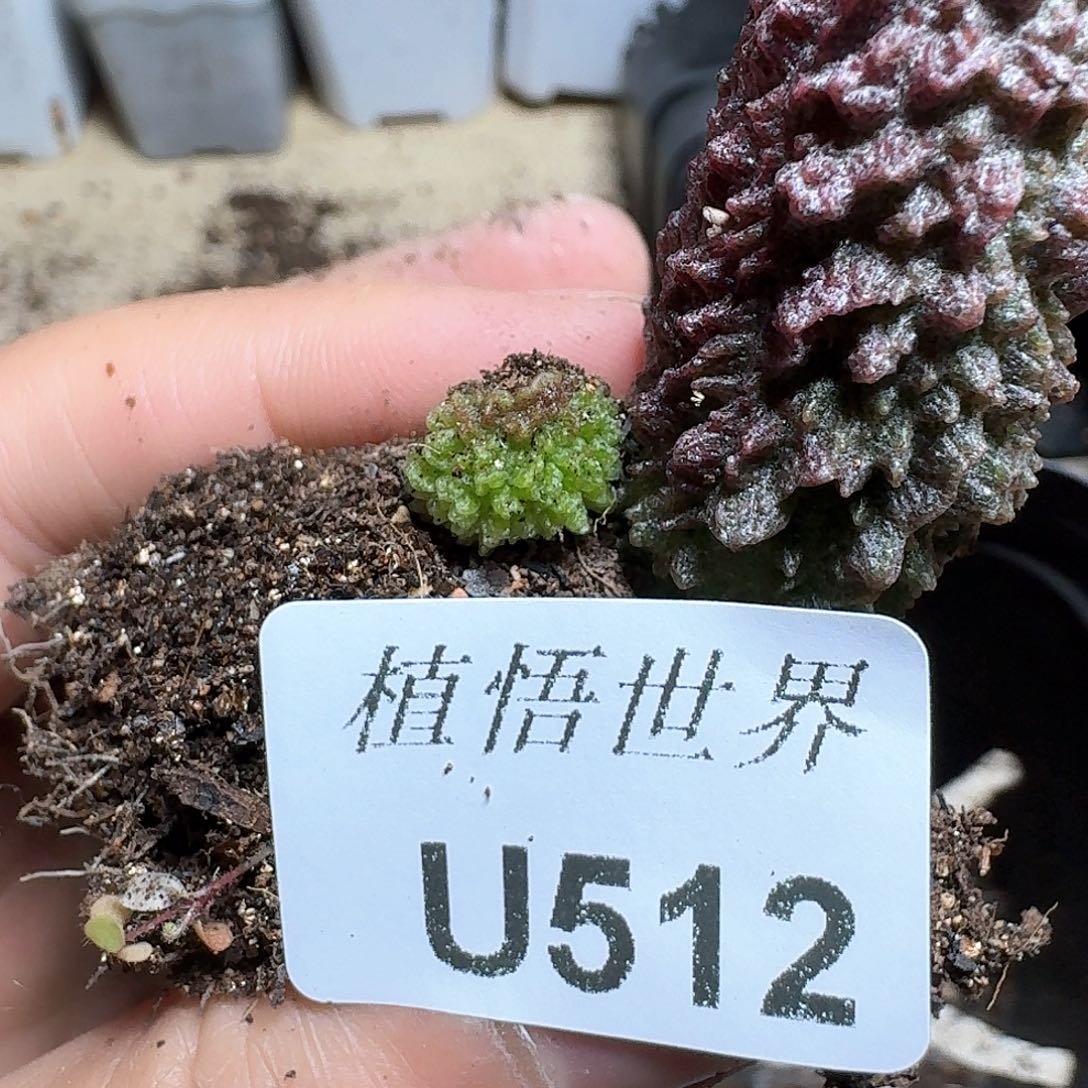 512号多肉植物哇xv v