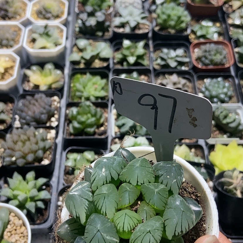 【闪购商品】97水晶