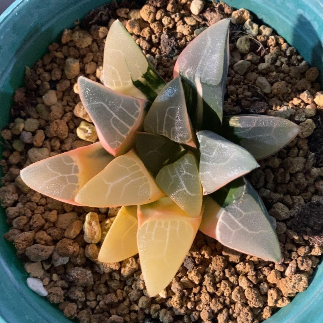 一颗实生大克锦。   