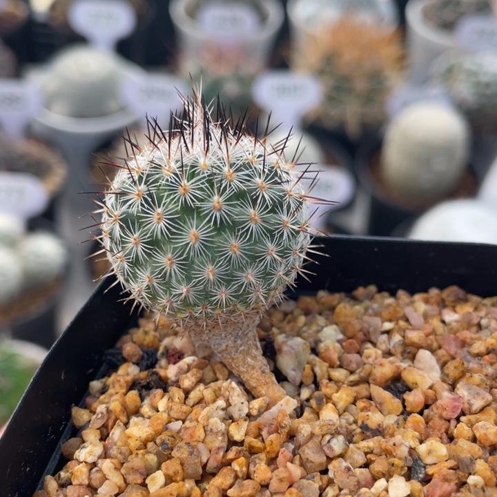 赤花美针玉        实生根