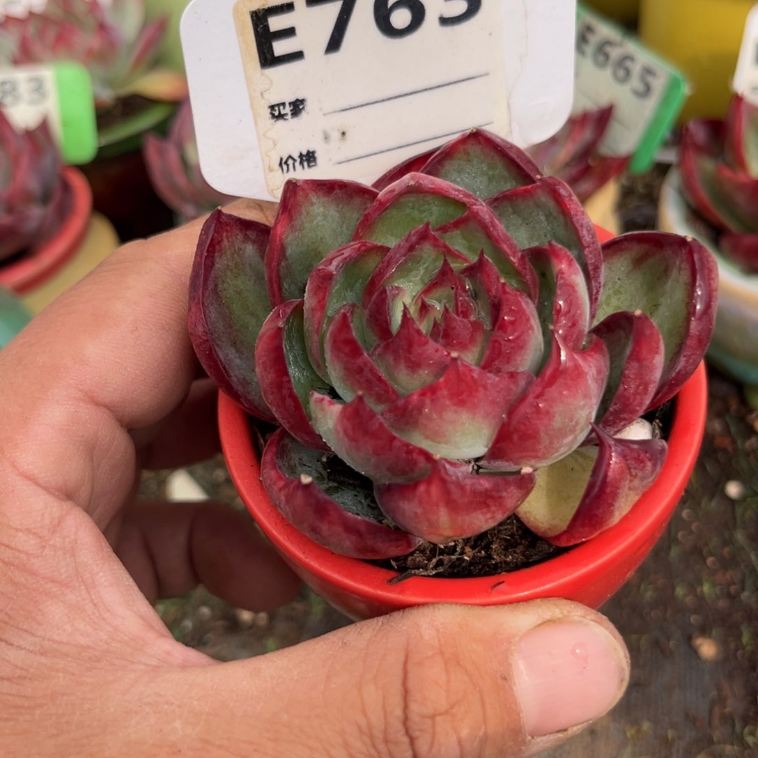 惊鸿一瞥763号多肉