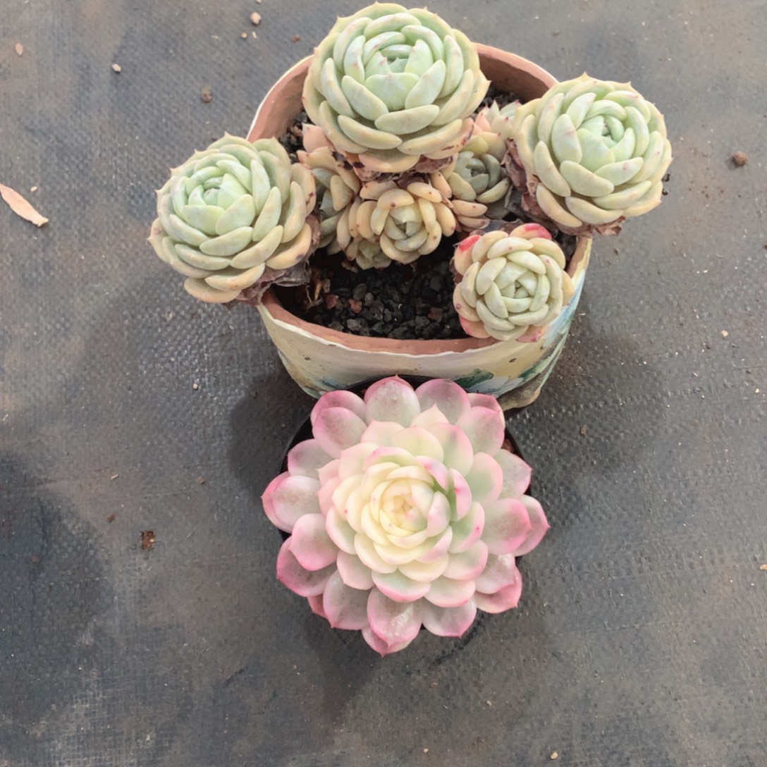 多肉植物多肉植物