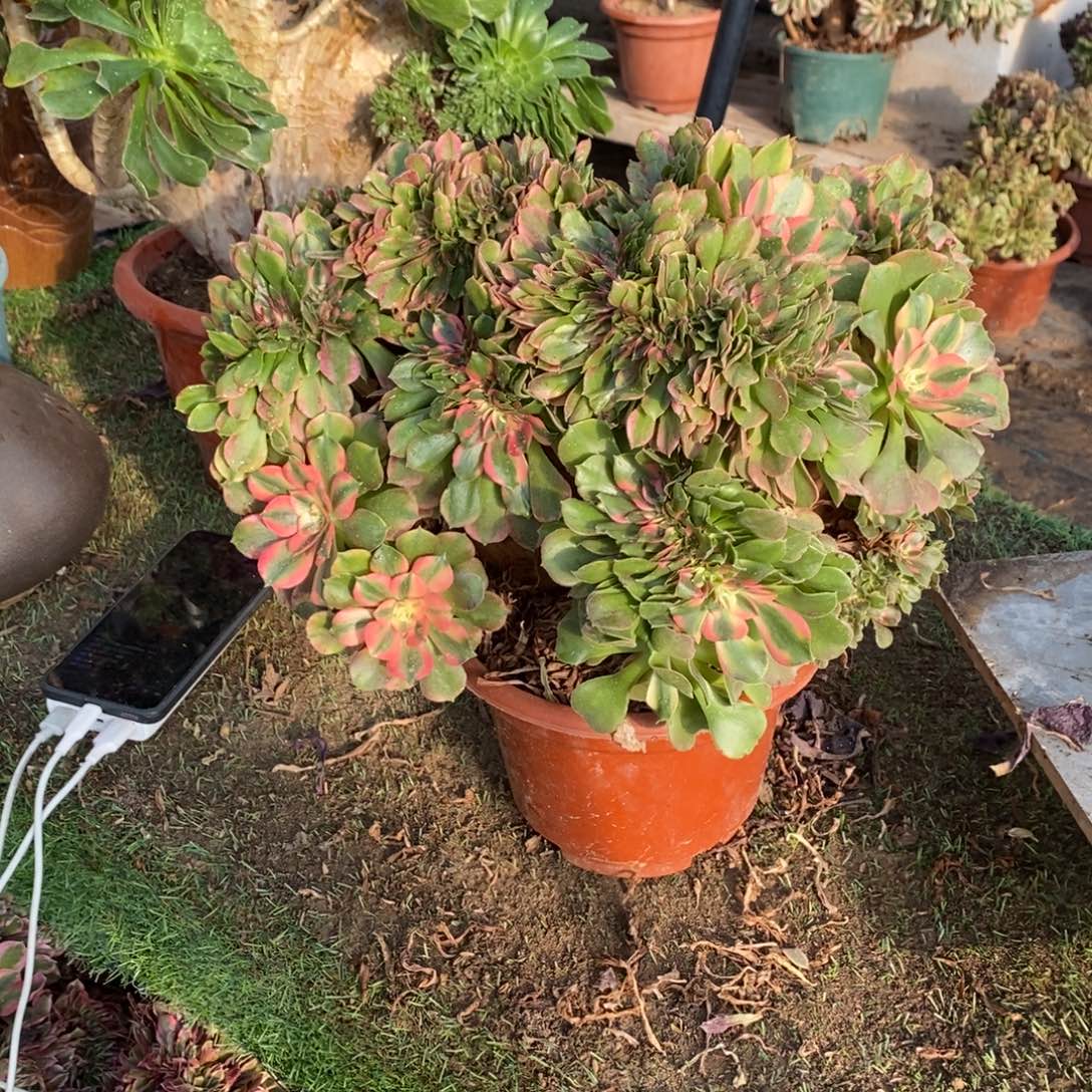 *****香妃缀化1颗多肉1550号多肉