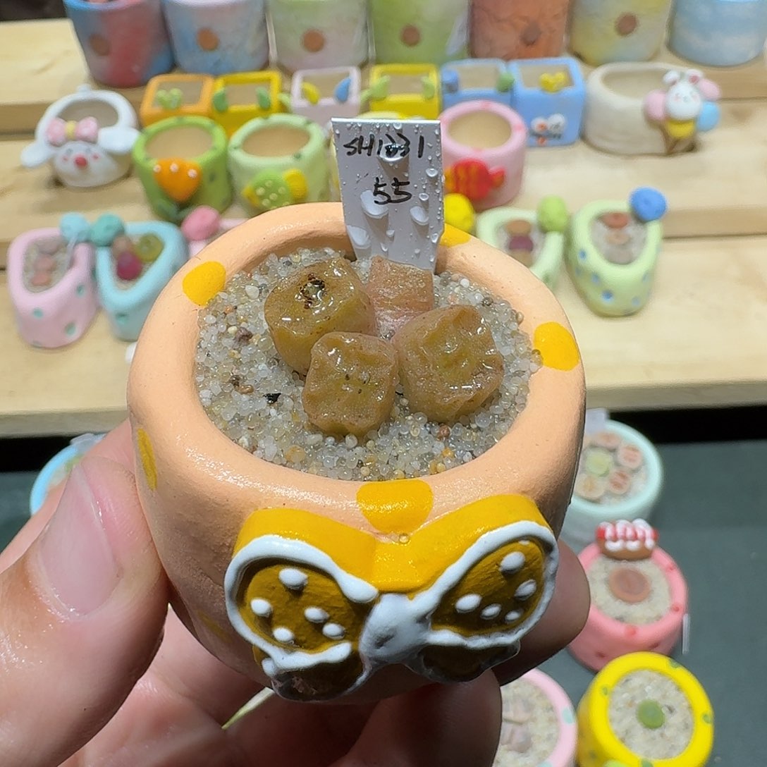 红陶蘑菇476烧卖