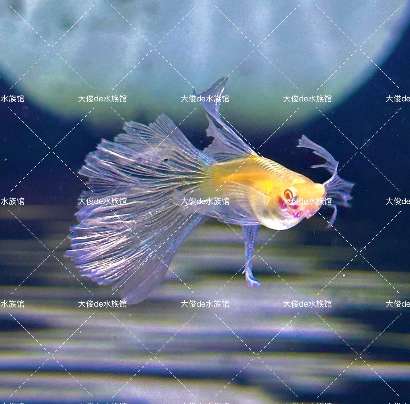 好鱼一物一拍专用链接 请勿私拍 找主播改价