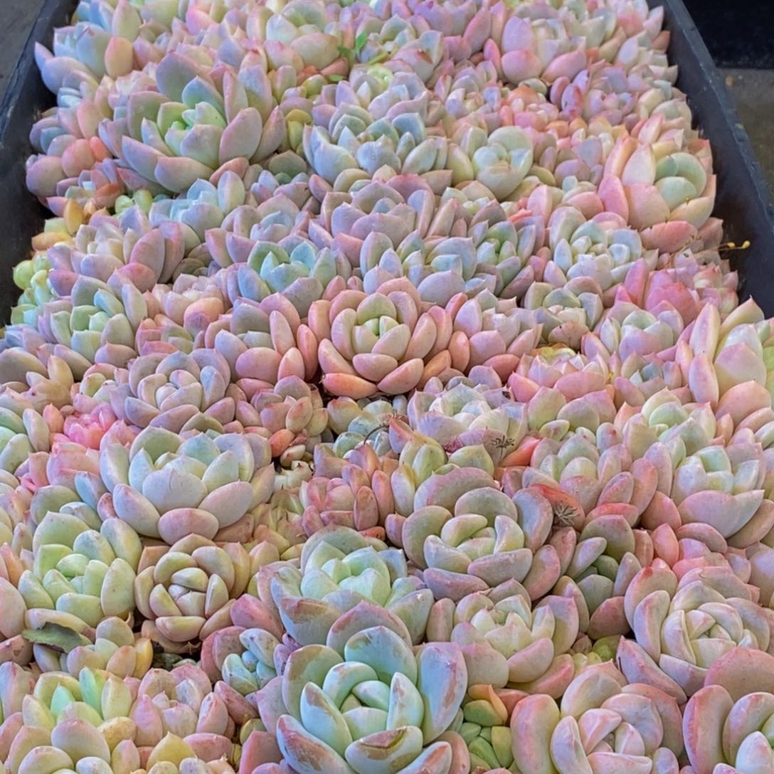 234多肉植物保护研究所所长助理研究员