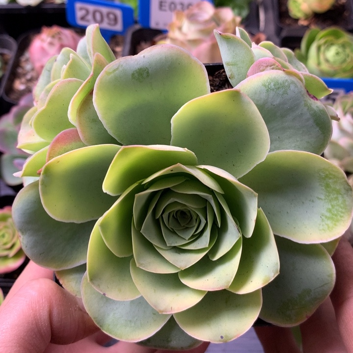 馒***姐一物一拍星辰凤月885